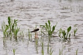 WildLife Photos of Birds, Waders, Black-winged Stilt, Himantopus himantopus